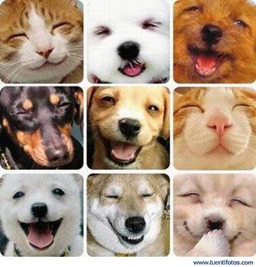 Animales de Animales Riéndose