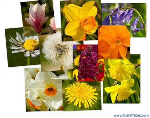 Objetos de Collage De Flores