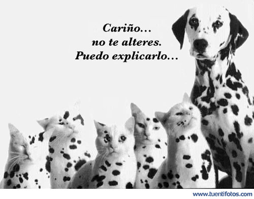 Animales de Perro y Familia de Gatos