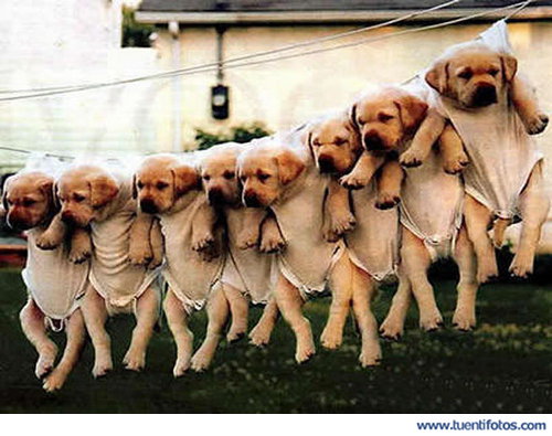 Animales de Perros Colgando