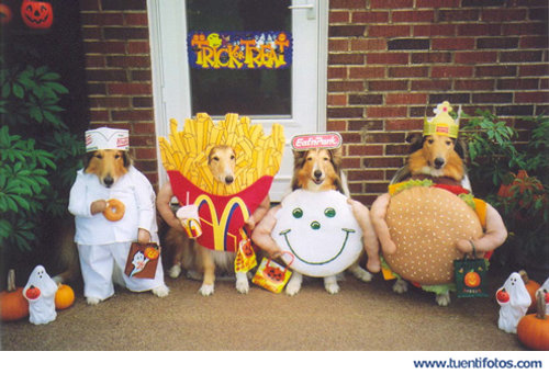 Animales de Perros Se Disfrazan En Halloween