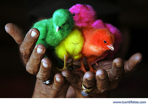 Animales de Pollitos de Color