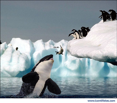Animales de Saludo de Pinguino y Ballena