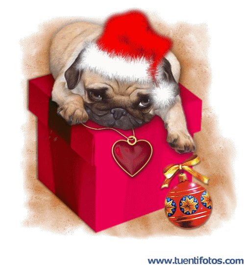 Navidad de Perrito Encima De Regalo