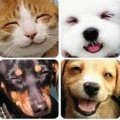 Miniatura de Animales Riéndose