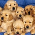 Miniatura de Camada De Perritos