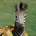 Miniatura de Cebra Disfrazada De Leopardo