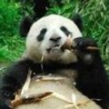 Miniatura de Cena Familiar Osos Panda