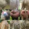 Miniatura de Culos De Animales