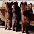 Miniatura de Osos En El Coche