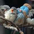 Miniatura de Pajaritos Duermen Apretados