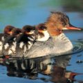 Miniatura de Patitos Encima De Mamá