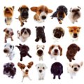 Miniatura de Perritos