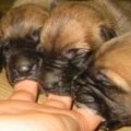 Miniatura de Perritos Quieren Comer