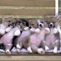 Miniatura de Perritos Sentados En Banco