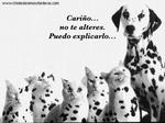 Miniatura de Perro y Familia de Gatos