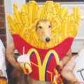 Miniatura de Perros Se Disfrazan En Halloween