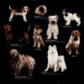 Miniatura de Razas De Perros