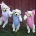 Miniatura de Secando A Los Perritos