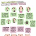 Miniatura de Tipos De Genitales