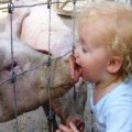 Miniatura de Beso al cerdito