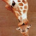 Miniatura de Beso De Mamá Jirafa
