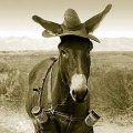 Miniatura de Burro Con Pantalones