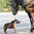 Miniatura de Caballo Bebé