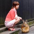 Miniatura de Conejo Gordo Japones