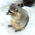 Miniatura de Dar De Comer Al Mapache