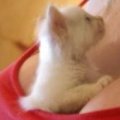 Miniatura de Dulce Gatito En Escote