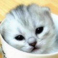 Miniatura de Gatitos A La Taza