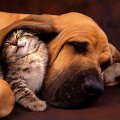 Miniatura de Gato Bajo La Oreja De Perro