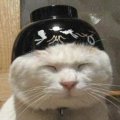 Miniatura de Gato Kunfu