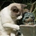 Miniatura de Gato Leyendo Página