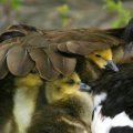 Miniatura de Mamá Pato Cuida De Los Patitos