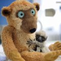 Miniatura de Mamá Peluche
