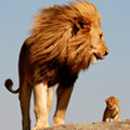 Miniatura de Mufasa Y Simba Reales