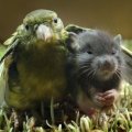 Miniatura de Pájaro Y Hamster