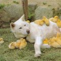 Miniatura de Perra Mamá De Patitos
