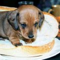 Miniatura de Perrito Caliente