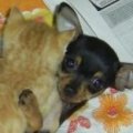 Miniatura de Perrito Y Gatito