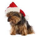 Miniatura de Perro Con Gorro De Navidad
