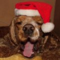 Miniatura de Perro en Navidad
