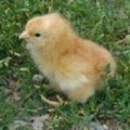 Miniatura de San Bernardo Con Pollito