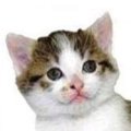 Miniatura de Sonríe O Mato Al Gatito