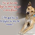 Miniatura de Te Fijas Si Soy De Raza