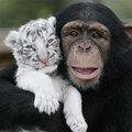 Miniatura de Tigre Con Mono