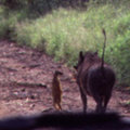 Miniatura de Timón Y Pumba Reales