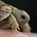 Miniatura de Tortuga Bebé